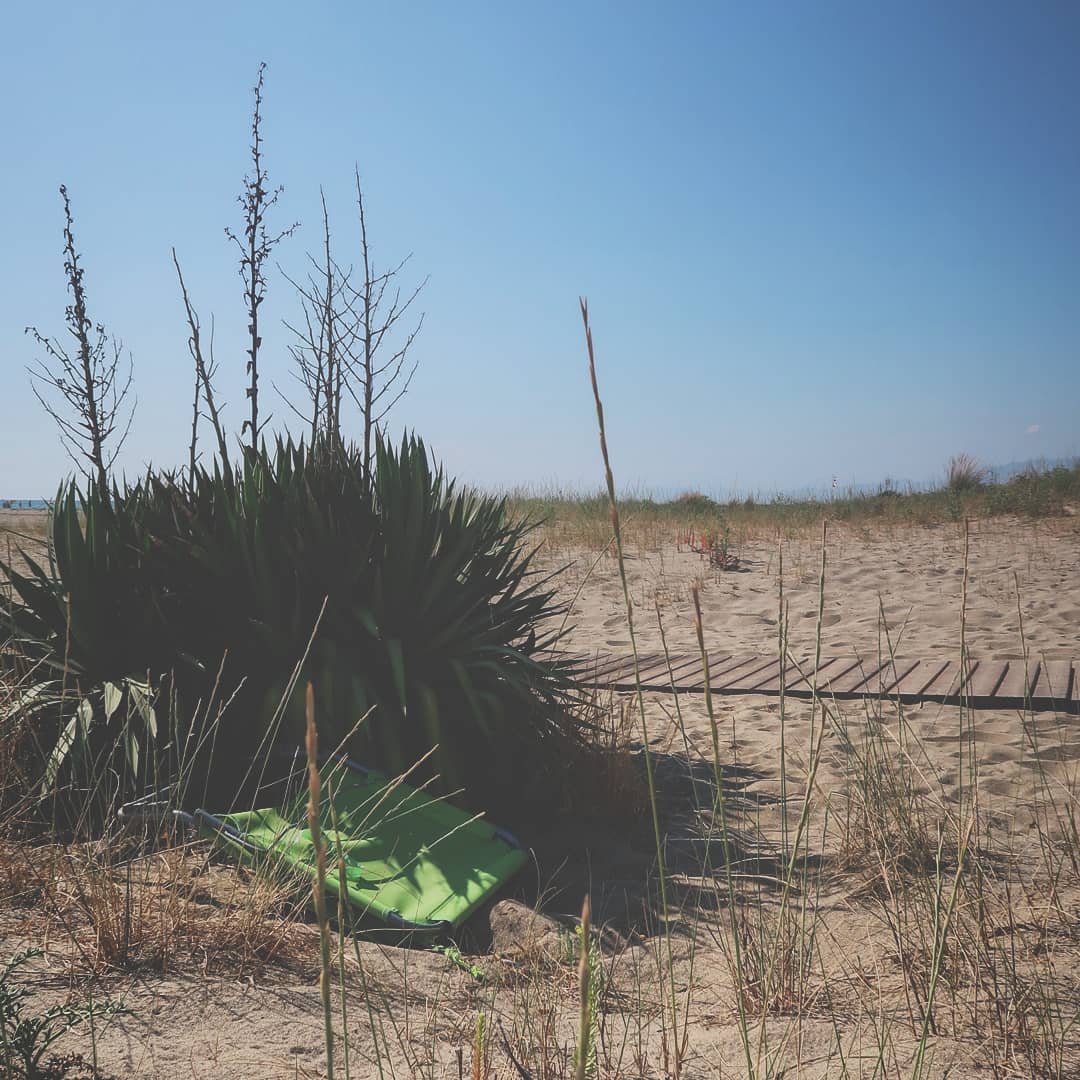 Primo piano di un albero tipico delle spiagge mediterranee, con rami contorti e foglie resistenti al vento salmastro. Ai suoi piedi, uno sdraio rotto giace abbandonato sulla sabbia. Sullo sfondo, il mare e le dune si fondono in un orizzonte che evoca il contrasto tra natura e tracce umane.